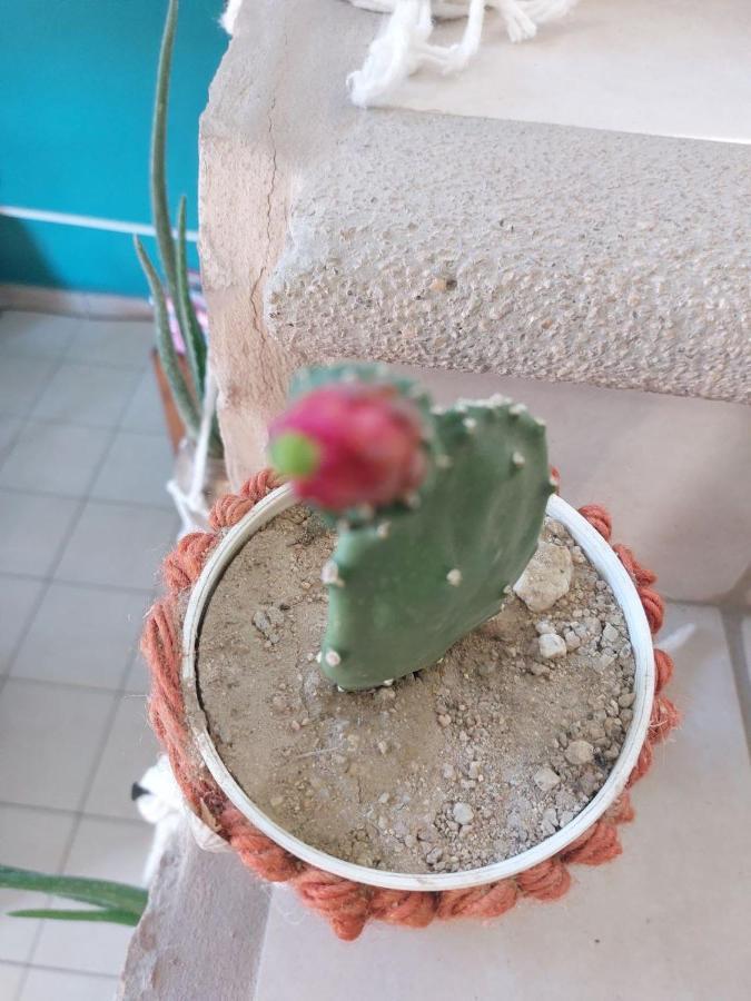 Cho Ku Rei Hostal San José del Cabo Exteriör bild